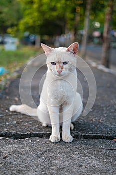 Portrait of white stray cat with beautiful bokeh