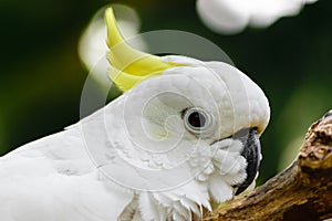 Portrait of white Sulphur-crested cockatoo resting on branch