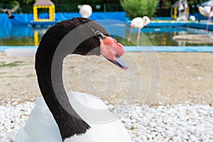 Portrait of white swan with black neck