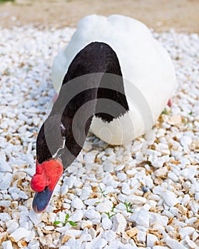 Portrait of white swan with black neck