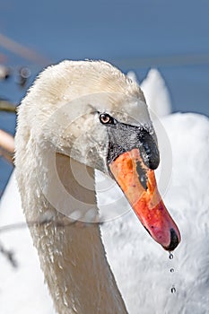 Portrait of a white swan with drops of water