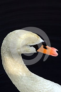 Portrait of a white swan floating on the dark water. Birds in the city. Animal world of Russia. Swan lake in the summer.