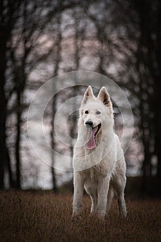 Portrait of white swiss shepherd dog.