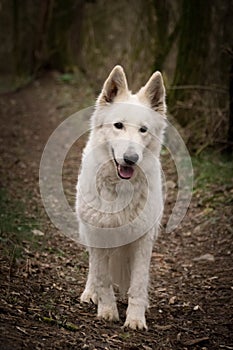 Portrait of white swiss shepherd dog in forest, mysterius atmosphere