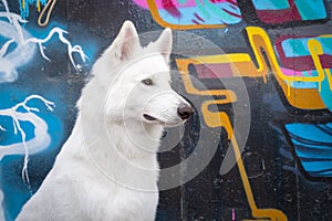 Portrait white swiss shepherd dog outdoor portrait against a black wall with graffiti on a walk