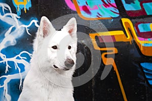 Portrait white swiss shepherd dog outdoor portrait against a black wall with graffiti on a walk