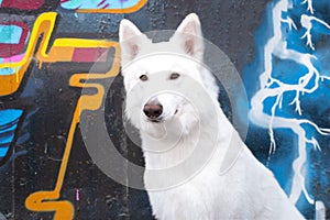 Portrait white swiss shepherd dog outdoor portrait against a black wall with graffiti on a walk