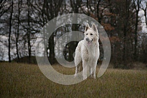 Portrait of white swiss shepherd dog, who is standing in fron of forest.