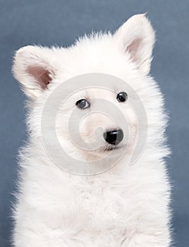 portrait of a white swiss shepherd puppy