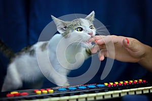Portrait of white tabby cat standing on piano on blue background