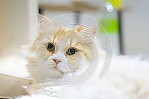 Portrait of a White and Tabby Colored Pure Bred Persian Cat