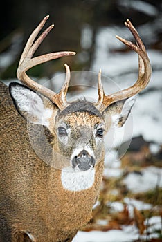 Portrait of a White-tailed Deer Buck in Winter