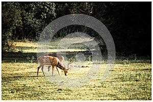 Portrait of white-tailed deers eating at Wilpattu national park wilderness.