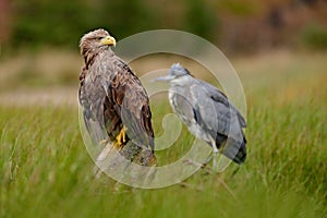 Portrait of White-tailed Eagle, Haliaeetus albicilla, sitting in the brown grass. Eagle with grey heron in the foreground.