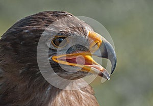 Portrait of a White-tailed Eagle with open beak