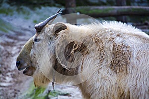 Portrait of a white takin, or cattle chamois