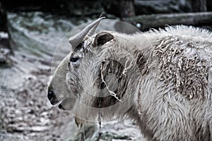 Portrait of a white takin, or cattle chamois