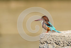 Portrait : White Throated kingfisher - Halcyon smyrnensis