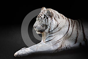 Portrait white tiger on black background. Detail face tiger. Hight quality portrait lion. Portrait from animal