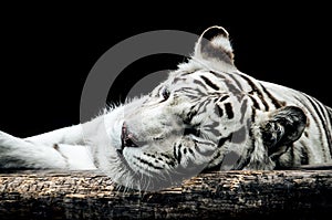 Portrait of a white tiger isolated on black