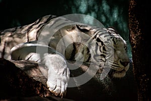 Portrait of a white tiger sleeping