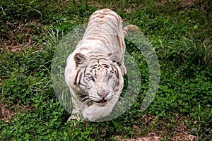 A portrait of a white tiger stalking its prey getting ready to jump and attack it. The big cat is walking on a grass field