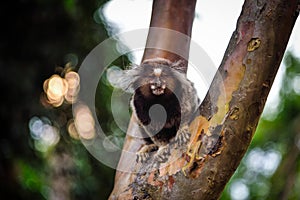 Portrait of a White-Tufted Marmoset (Callithrix jacchus) on a Tree - Rio de Janeiro, Brazil