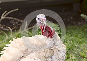 Portrait of a white turkey at the poultry farm.