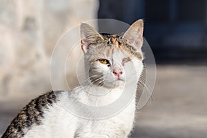 Portrait of a white unfortunate homeless cat, lost in an eye battle, looks sadly