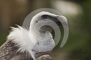 Portrait of a white vulture, scavenger, bird of prey, gyps, griffon, wildlife, rapacious, close up