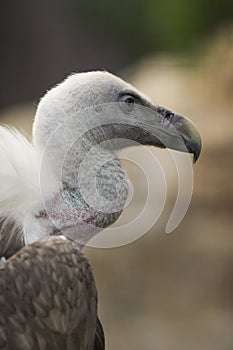 Portrait of a white vulture, scavenger, bird of prey, gyps, griffon, wildlife, rapacious, close up