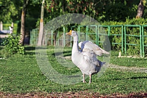 Portrait of a white wild Goose in a park spreading its wings