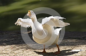 Portrait of a white wild goose.