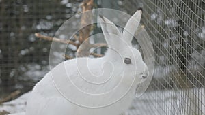 Portrait of a white wild hare against the background of fir branches.