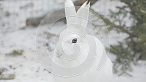 Portrait of a white wild hare against the background of fir branches.