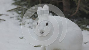 Portrait of a white wild hare against the background of fir branches.