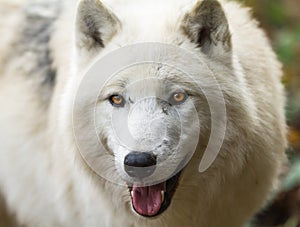 Portrait of a White wolf in the forest