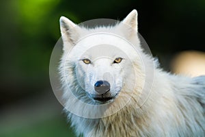 Portrait of a White wolf in the forest