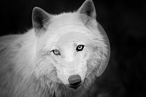 Portrait of white wolf in the forest