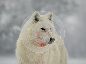 portrait of a white wolf on gray background