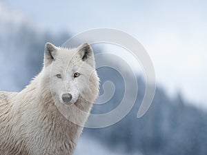 Portrait of a white wolf standing on top of mountain against the background of a snowy forest