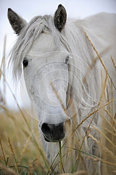 Portrait of a white yakutsk horse