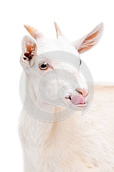 Portrait of a white young goat showing tongue