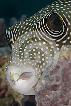 Portrait of a Whitespotted pufferfish.