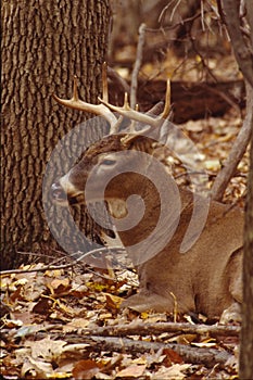 Portrait of a whitetail buck