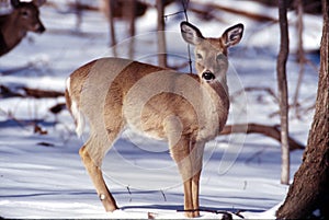 Portrait of a whitetail doe