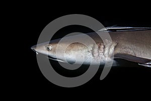 Portrait of a whitetip reef shark Triaenodon obesus