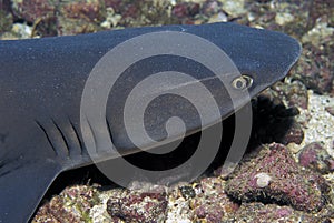 Portrait of a whitetip shark Triaenodon obesus