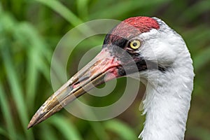 Portrait of a whooping crane Grus americana - Homosassa, Florida, USA