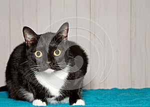 Portrait of a wide eyed tuxedo tabby cat looking at viewer